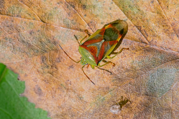The birch shieldbug (Elasmostethus interstinctus) [2] is species of shield bug in the...