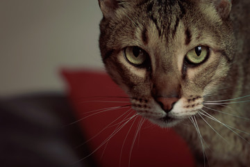 Indoor portrait of tabby cat. Big green eyes. Space for text.