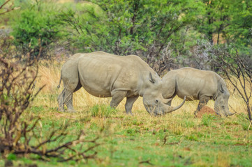 Fototapeta premium Endangered Rhino mother and young baby calf in a game reserve in South Africa