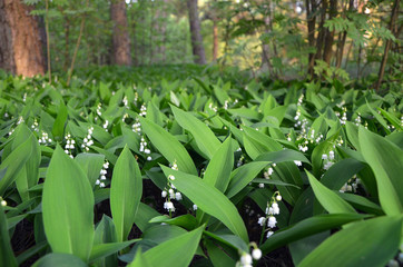 Obraz premium lilies of the valley beautiful white flowers in the forest 