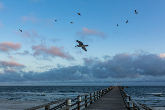 Germany, Mecklenburg-West Pomerania, Prerow, European herring gulls?(Larus argentatus) flying over coastal pier