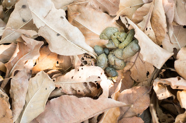 Dog feces on dry leaves.Dog feces are bio-fluff.
