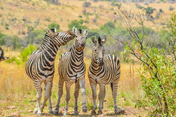 Fototapeta premium Cape Burchell's Zebra in savannah in South Africa