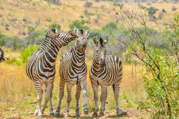 Cape Burchell's Zebra in savannah in South Africa