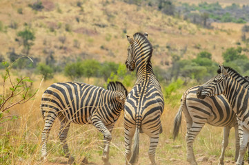 Fototapeta na wymiar Burchell's zebra fighting in a game reserve in South Africa