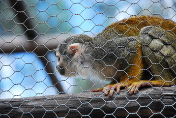 CAUTIVERIO  SILVESTRE 