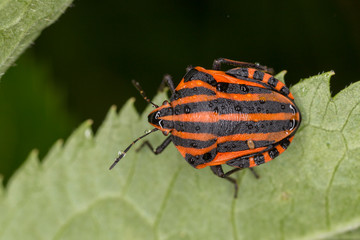 Graphosoma italicum is a species of shield bug in the family Pentatomidae.