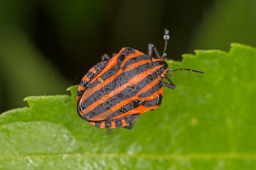 Graphosoma italicum is a species of shield bug in the family Pentatomidae.