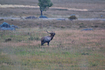 Bull Elk in the fall