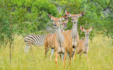 A big family of Kudu antelopes in Kruger national park Africa