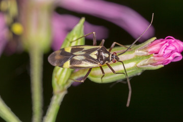 Grypocoris sexguttatus is a species of true bugs belonging to the family Miridae