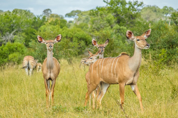 A big family of Kudu antelopes in Kruger national park Africa