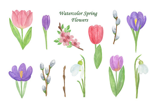 A set of bright and tender watercolor first spring flowers, floral pattern for spring holiday celebration design