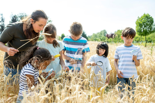 Group of children exaamining wheat in field