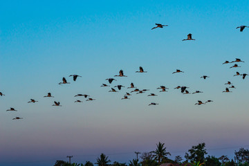 Birds flying in the blue sky . Winter migration of  Anastomus oscitans.