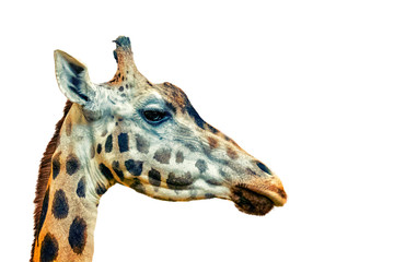 Close up photo of head of giraffe, giraffa, on white background. It's a profile picture. It is is an African artiodactyl mammal, It is wildlife photo in safari.