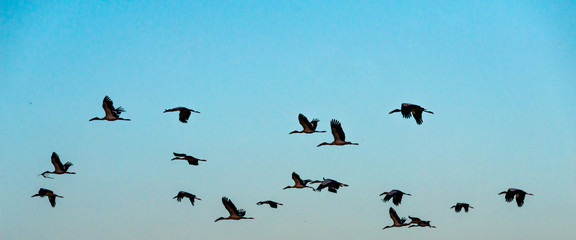 Birds flying in the blue sky . Winter migration of  Anastomus oscitans.