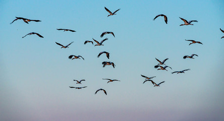 Birds flying in the blue sky . Winter migration of  Anastomus oscitans.