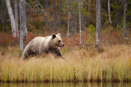 Finland, Kainuu, Kuhmo, Brown bear (Ursus arctos) walking along grassy lakeshore in autumn taiga