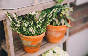 Flowers in Florist Shop with bouquets, potted plants and garden accessories