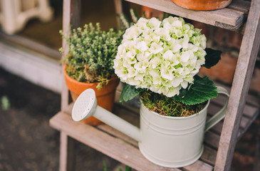 Flowers in Florist Shop with bouquets, potted plants and garden accessories