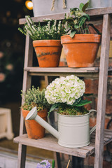 Flowers in Florist Shop with bouquets, potted plants and garden accessories