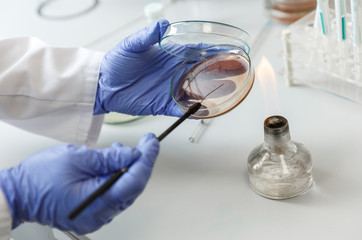 Laboratory assistant analyzes bacterium sample using medical equipment in a bacteriology clinic.