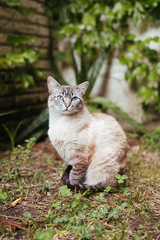 Naklejka na ściany i meble Cat in a garden 