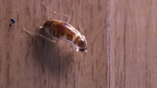 4k extreme close up little roach enjoy eating small piece of sugar, small creature bio, bugs insect documentary. household cleansing product hygiene, macro shot, brown wood floor, top view above hot