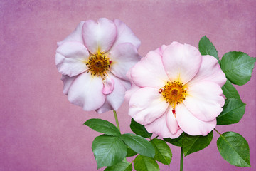 Naklejka na ściany i meble Flowers of rosa odorata. Wild roses isolated on bright pink background.