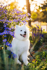 dog with flowers