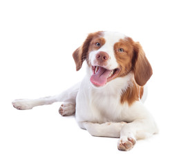 Brittany spaniel lying on a white background