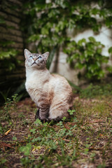 Naklejka na ściany i meble Cat in a garden 