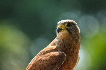 Common Kestrel / falcon (Falco tinnunculus) is a bird of prey , isolated portrait taken in Africa