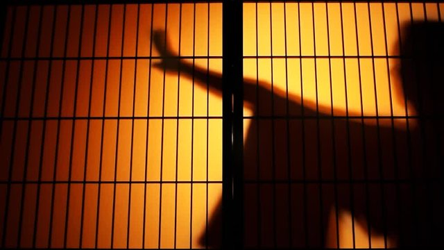 Slow motion of woman silhouette behind sliding paper doors with colorful backlighting boxing and fighting in wooden traditional Japanese house
