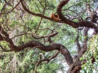 tree in forest