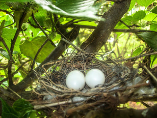 eggs in nest