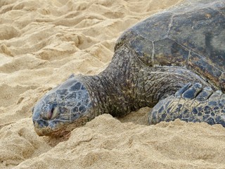 turtle on the beach
