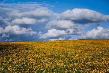 field of sunflowers and blue sky