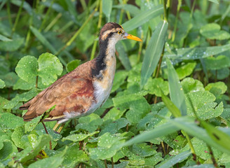 Northern Jacana in a grass at lake Arenal, Costa-Rica