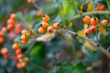 rose-hips