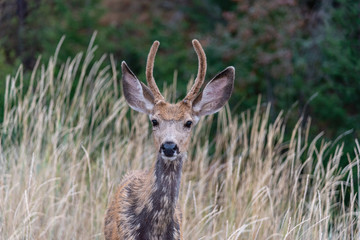 Mule Deer fawn in the Okanagan. Interior British Columbia wildlife