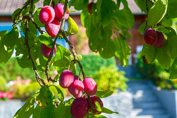 Ripe plums in plum tree