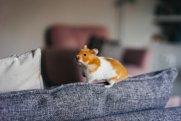 Syrian Ginger and White Hamster Explores Indoors