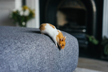 Syrian Ginger and White Hamster Explores Indoors