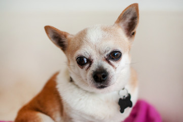 Deer head Chihuahua Cute Dog Portrait