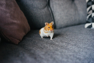 Syrian Ginger and White Hamster Explores Indoors