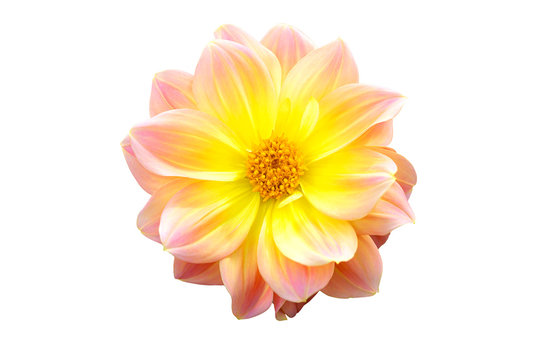 Dahlia flower pink and yellow halftone color blooming pattern in isolate white background with clipping path