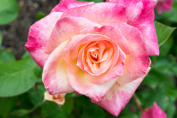 pink rose in garden
