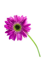 Gerbera flowers Isolated on White Background. There are Red, Pink, Yellow, gerbera.